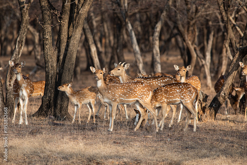 Chital, or Spotted Deer, in Ranthambhore National Park