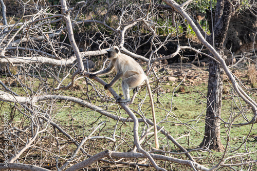 Gray Langur Monkey in Ranthambhore National Park