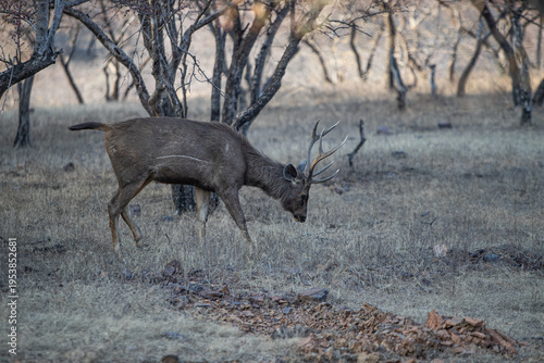 Swamp Deer in Ranthambhore National Park