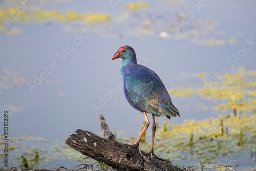 Grey-headed Swamphen