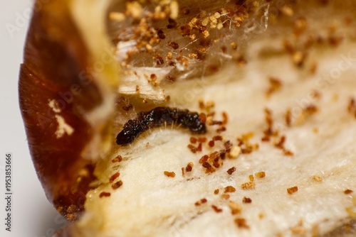 Konstfotografi Macro shot revealing a tiny insect larva actively consuming the flesh of an open