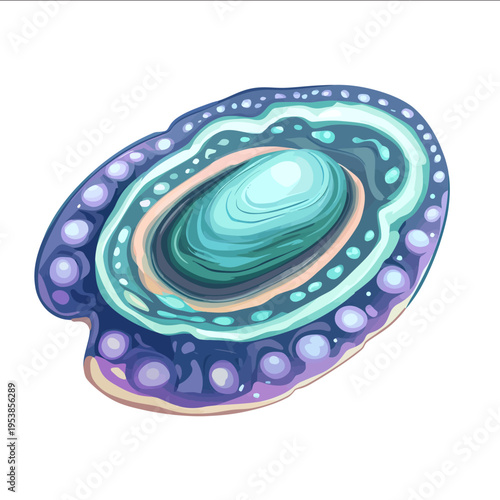 illustration abalone vector style flat illustration isolated on white background