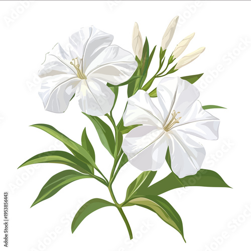 simple vector oleander clipart illustration white background vector art style simple design flat illustration no shadows