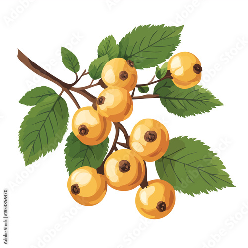 simple vector hawthorn clipart illustration white background vector art style simple design flat illustration no shadows