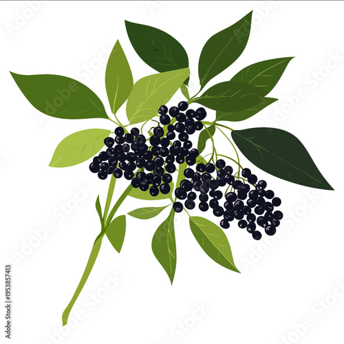 simple vector elderberry clipart illustration white background vector art style simple design flat illustration no shadows