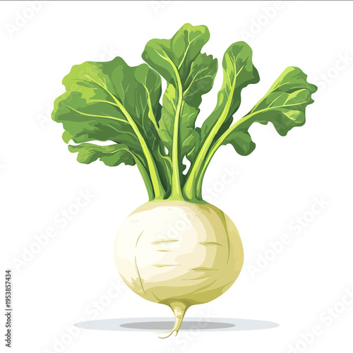 simple vector kohlrabi clipart illustration white background vector art style simple design flat illustration no shadows