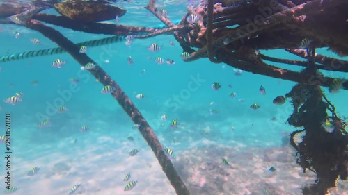 Striped Tropical Fish Gracefully Moving Between Heavy Marine Mooring Lines in Turquoise Sea