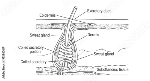 Detailed anatomy of sweat gland structure.