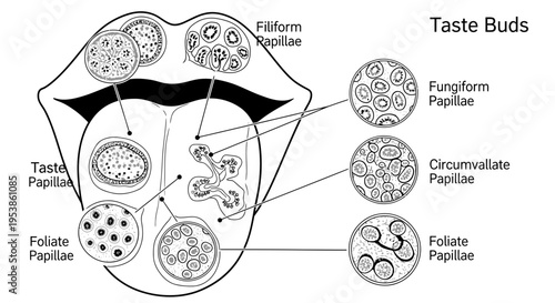 Taste Buds on Tongue Surface.