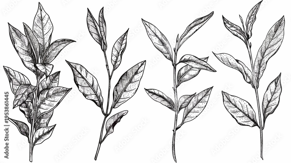 Fototapeta premium Four monochrome detailed botanical sketches of plant stems and leaves on white