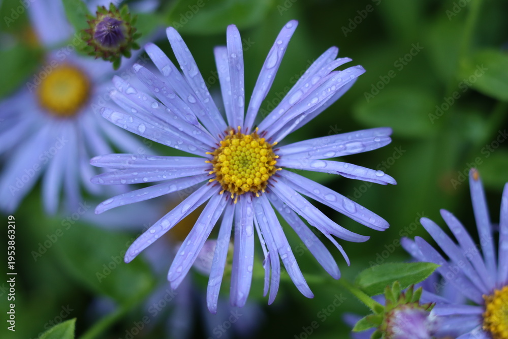 Obraz premium Close up of lilac aster or Michaelmas daisy flowers
