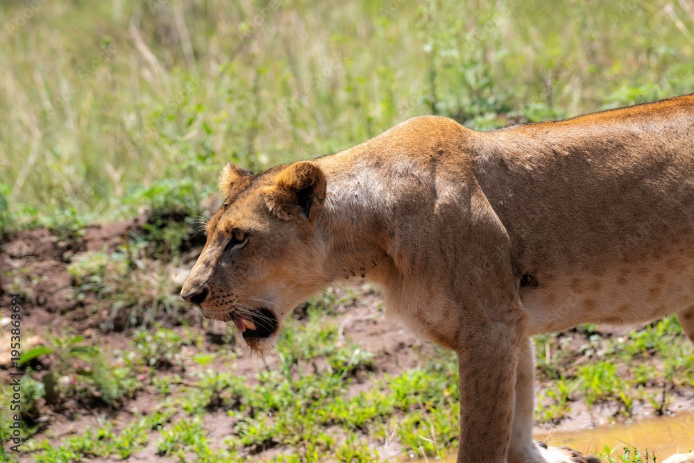 Fototapeta premium Lioness in green bushland at the Nairobi National park in Kenya