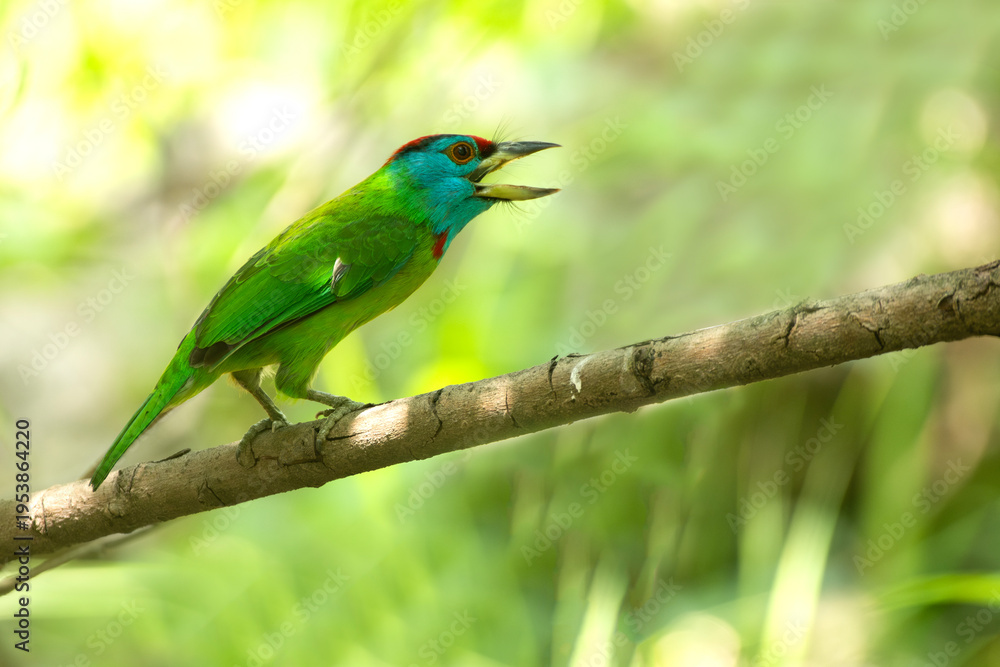 Obraz premium Vibrant blue throated barbet resting quietly on natural perch under soft filtered daylight