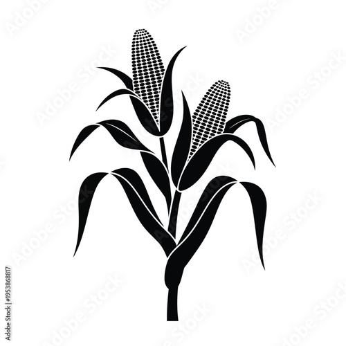 Black and white illustration of a corn plant with leaves and cobs