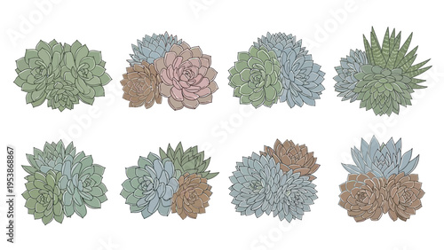 Collection of Hand-Drawn Succulent Arrangements, Top View, Isolated on White