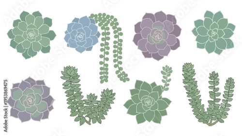 Collection of Succulent Plants, Top View, Isolated on White Background