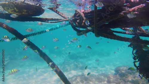 Small Fish Exploring Algae Covered Ropes Over Sandy Sea Floor in Hikkaduwa Ecosystem