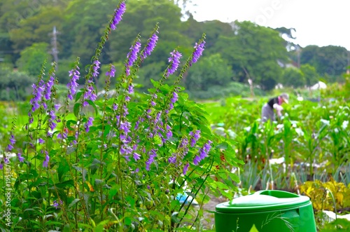 初夏の家庭菜園