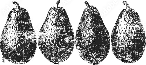 Vintage pears collection hand drawn engraved fruit illustration set