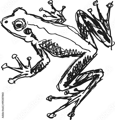 Hand drawn sketch of a frog with detailed limbs and eyes, black ink illustration of amphibian