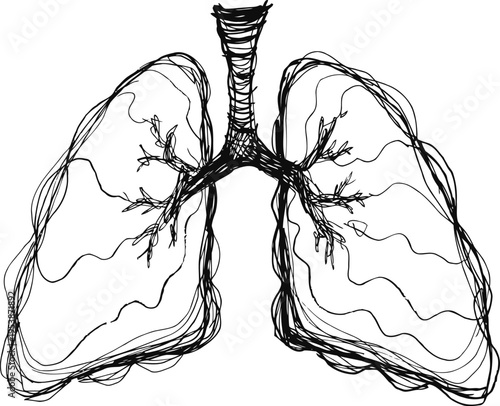 human lungs sketch with bronchial tubes respiratory system anatomy drawing medical illustration of lung structure
