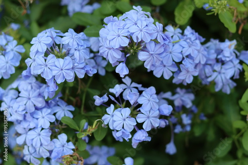 Vászonkép Close up of blue plumbago auriculata or Cape Leadwort flowers