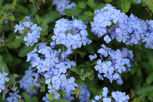Foto Close up of blue plumbago auriculata or Cape Leadwort flowers