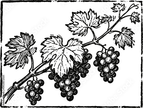 Vintage botanical illustration of grapevine branch with ripe grape clusters and detailed leaves