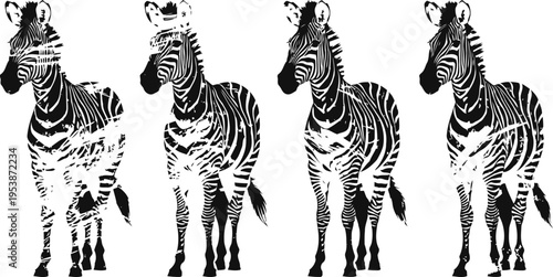 Four zebras standing in a row facing forward with black and white stripes isolated on white background