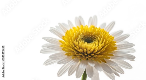 Close up of a white daisy with a yellow center on a white background in a studio setting light and airy