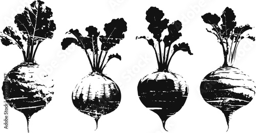 Four turnip vegetables with leafy tops in a row, ink sketch illustration of fresh root plants