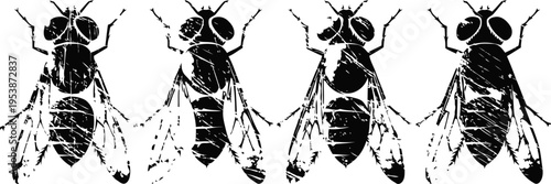 Detailed black and white illustration of four flies with translucent wings and segmented bodies in a row