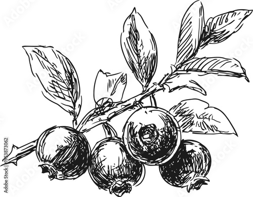 Hand drawn branch with ripe pomegranate fruits and leaves sketch drawing illustration