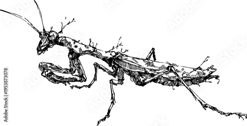 Detailed black ink illustration of a praying mantis insect with spiny legs and segmented body