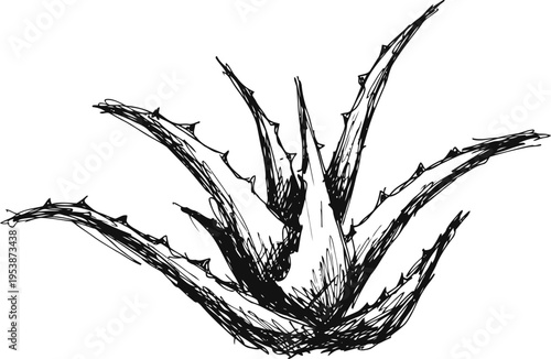 Aloe vera plant drawing detailed black and white hand sketch of succulent leaves with spiky edges natural herbal medicine and skincare concept