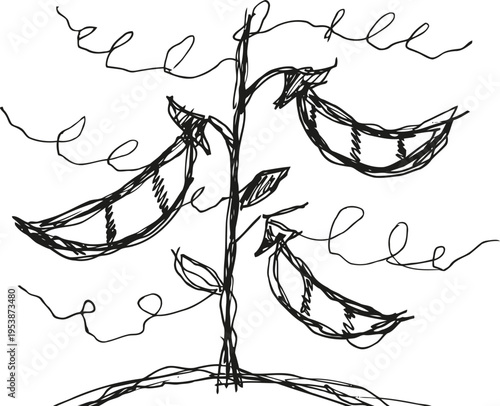 Hand drawn pea plant with pods simple black ink botanical sketch of climbing vine with leaves and tendrils