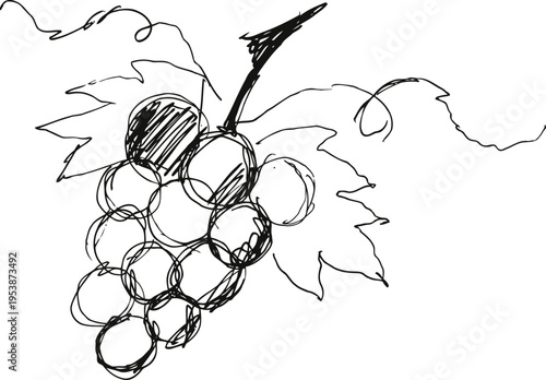 Hand drawn sketch of grape cluster with vine leaves and curling tendrils in black ink line art