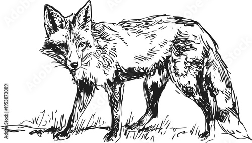 Black and white vintage fox illustration detailed wild animal sketch, forest wildlife drawing