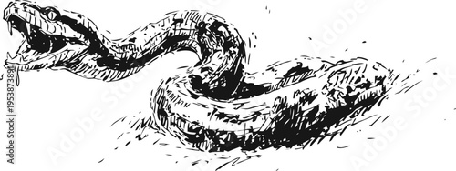 Black ink hand drawn rattlesnake illustration with raised head and open mouth striking pose