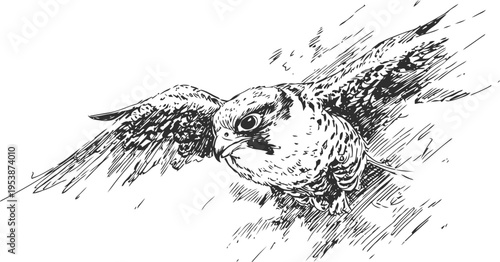 bird of prey swooping in flight detailed ink sketch of hawk or falcon hunting