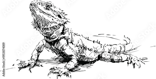 hand drawn bearded dragon lizard illustration in black and white sketch