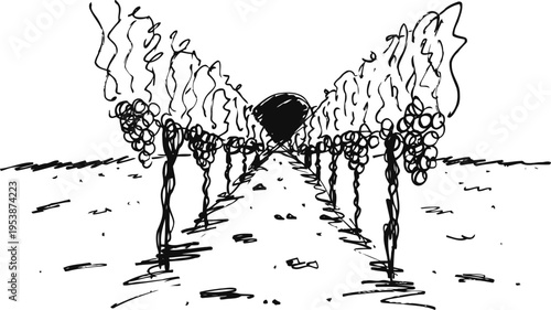 Grape vineyard rows with ripe grape clusters growing on vines, agriculture farm, farming landscape