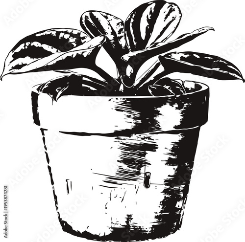 Potted plant with broad leaves in a clay pot black and white sketch illustration