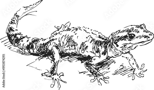 Detailed black and white ink drawing of a small lizard with textured skin and a long tail in a natural pose