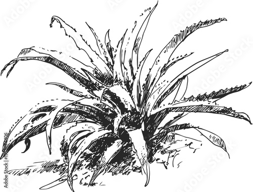 Vintage illustration of aloe vera plant with thick spiky leaves and natural medicinal herb