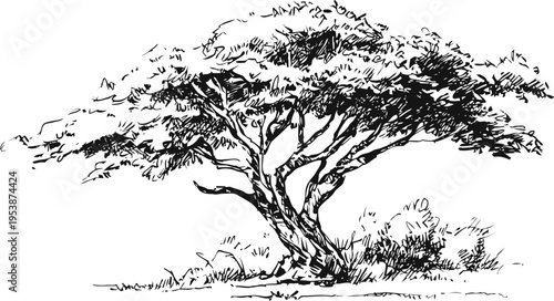 Acacia tree silhouette with spreading branches and textured foliage in natural landscape sketch