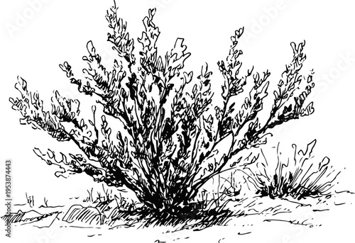 black and white sketch of desert shrub growing on rocky ground with sparse vegetation