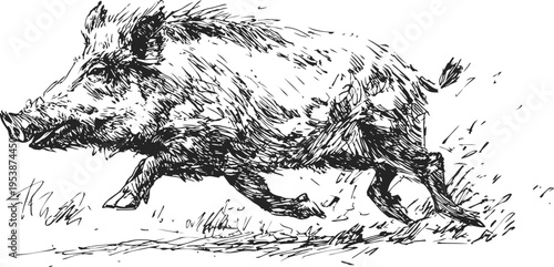 wild boar running fast in the forest detailed black and white engraving illustration