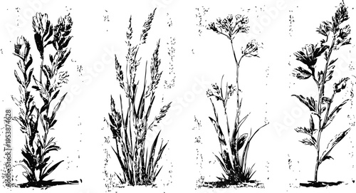Vintage botanical illustrations of four different wild grass and herb plants with detailed leaves and stems