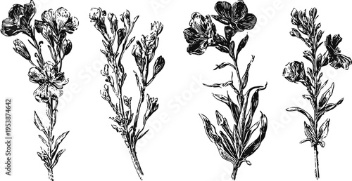 vintage botanical illustrations of blooming freesia flowers with detailed leaves and stems